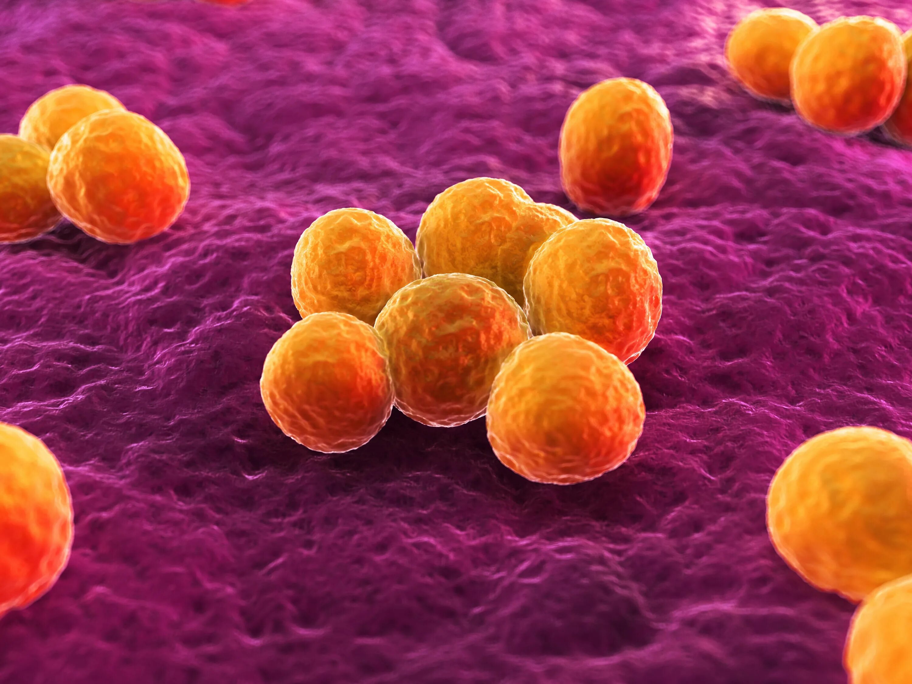 Золотистый стафилококк MRSA. Метициллин-резистентный золотистый стафилококк. Prsa стафилококки. S. aureus золотистый стафилококк. Staphylococcus aureus 4