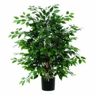 Extra plant