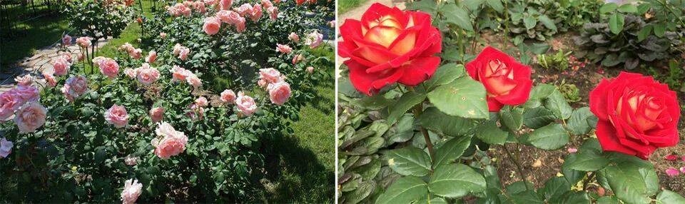 Как садить чайно гибридные розы. Как садить чайно гибридные розы