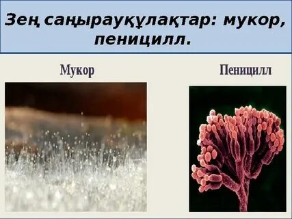 Аяқтар арасындағы ашық жыныс саңылауының фотосы