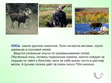 Лось краткое описание