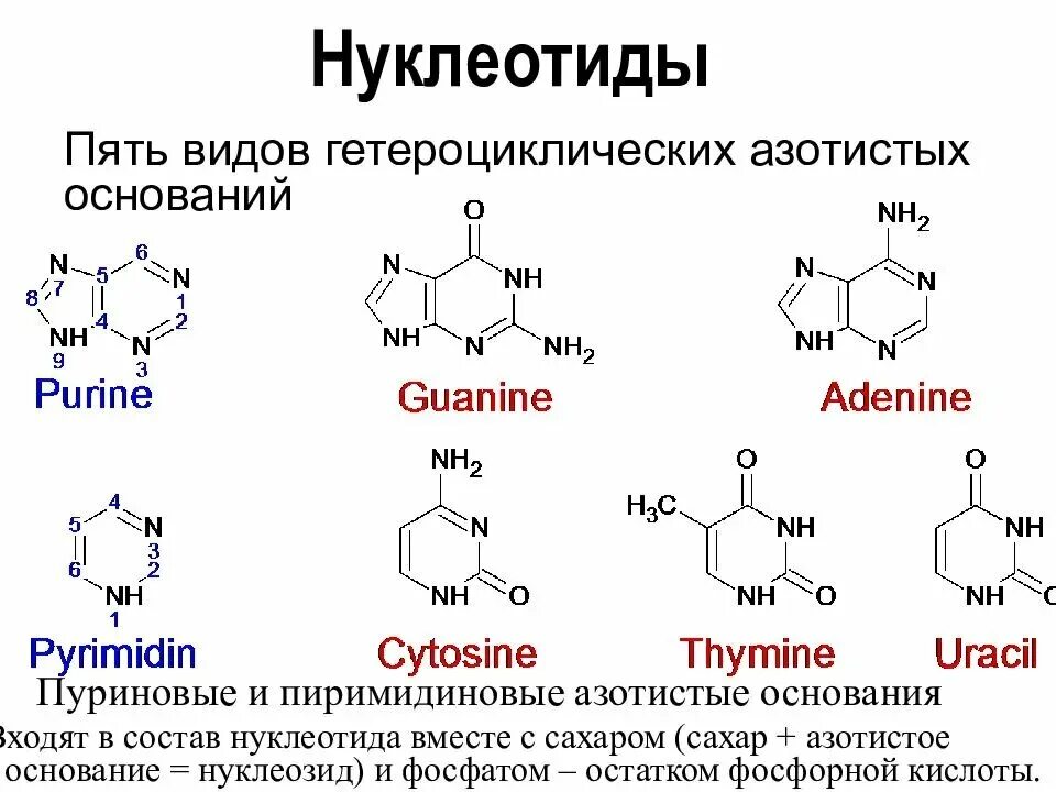 Формулы нуклеотидов. Структура азотистых оснований нуклеозидов и нуклеотидов. Пуриновые основания и пиримидиновые основания. Нуклеотид структурная формула. Нуклеозиды ДНК формулы.