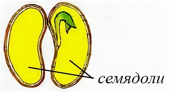 Фасоль 2 семядоли. Строение семечки однодольных. Класс двудольные растения. Две семядоли. Строение зародыша однодольных растений.