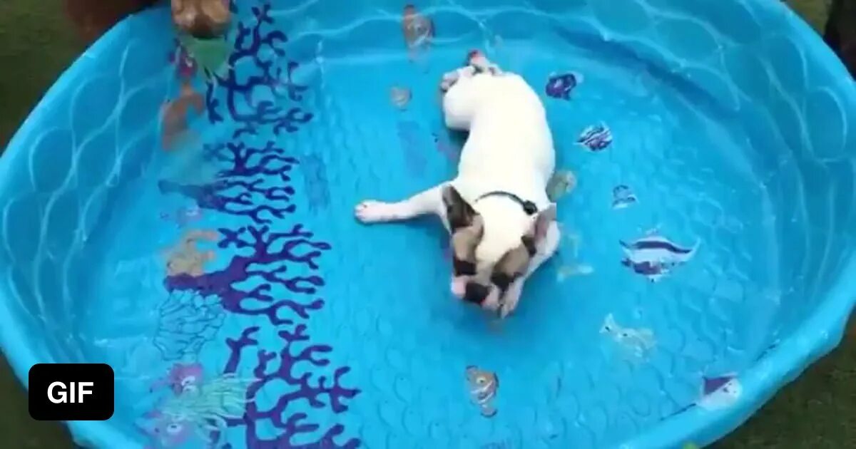 Петы купаются. Бассейн для собак. Собака в бассейне гиф. Собака купается в бассейне. Плавать в бассейне.