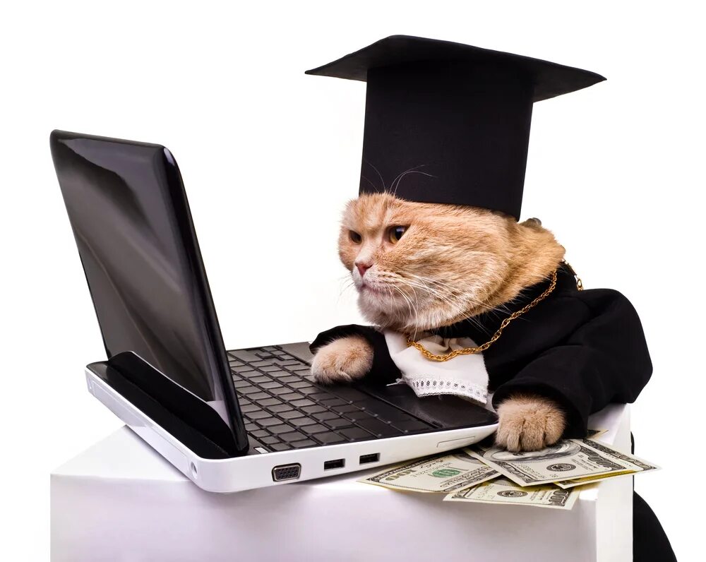 кот начальник. кот в деловом костюме. кот с деньгами. кот джентльмен. богатый кот.