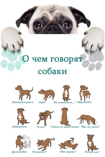 Как выглядит язык собаки Blep Album on Imgur