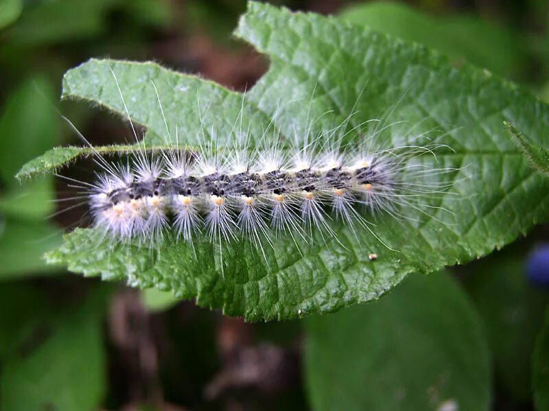 Американская белая бабочка Hyphantria cunea. Hyphantria cunea гусеница. Гусеницы американской белой бабочки (Hyphantria cunea). Американская белая бабочка ВНИИКР. Гусеница белой бабочки