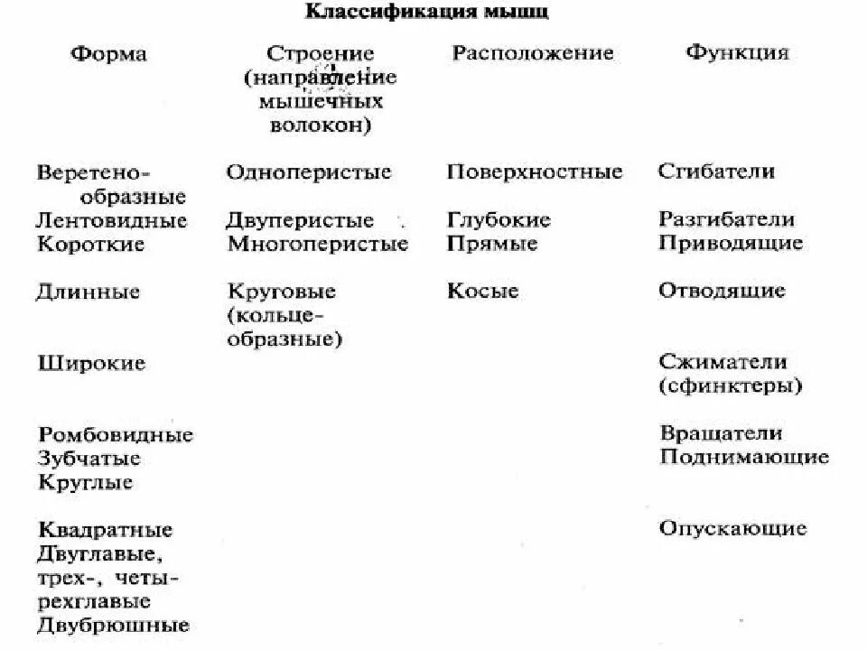 Классификация скелетных мышц по форме строению расположению. Классификация мышц по строению и функции. скелетные мышцы классификация функции. классификация скелетных мышц схема. классификация мышц по форме строению и функции и расположение.