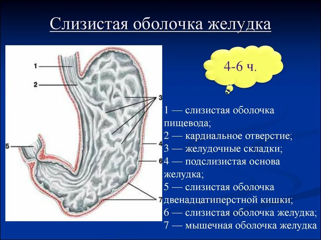 Слизистая оболочка желудка. Складки слизистой оболочки желудка. Слизистые оболочки желудка. Подслизистая оболочка желудка.