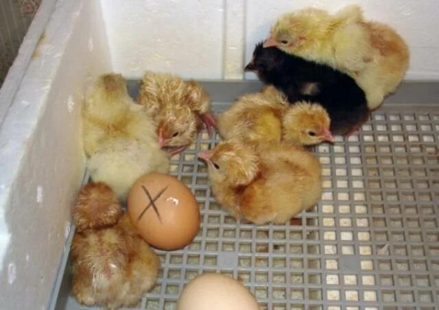 Сколько держать цыплят. Курица высиживает цыплят. Вылупившиеся цыплята. Цыплята в инкубаторе. Однодневные цыплята.