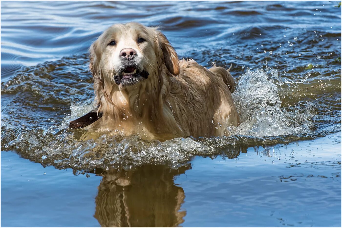 Собака купается. Собака моется. Собака плавает. Животные купаются