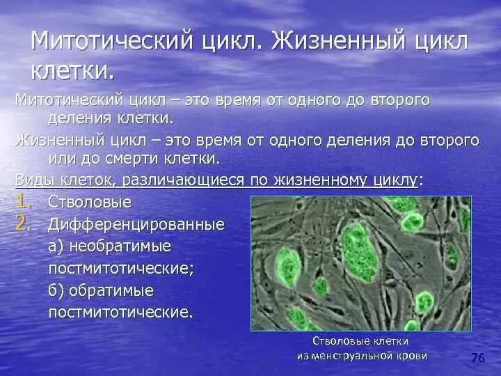 Митотическая активность клеток. Митотический индекс. Обратимые постмитотические клетки -. Жизненный цикл клетки цитология.