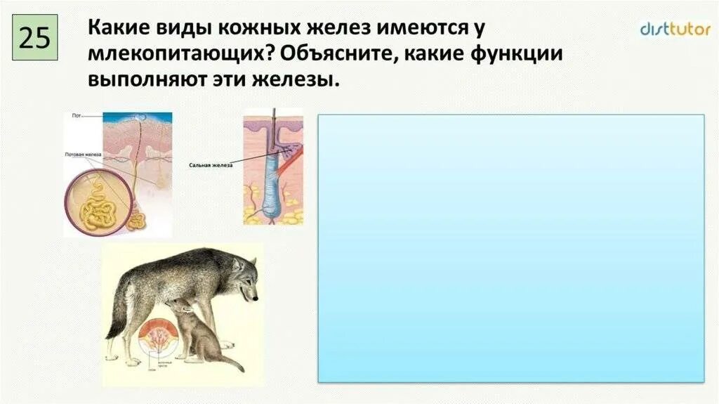 Железы млекопитающих 7 класс. Железы млекопитающих. кожные железы млекопитающих. железы у млекопитающих и их. железы кожи млекопитающих и их функции.