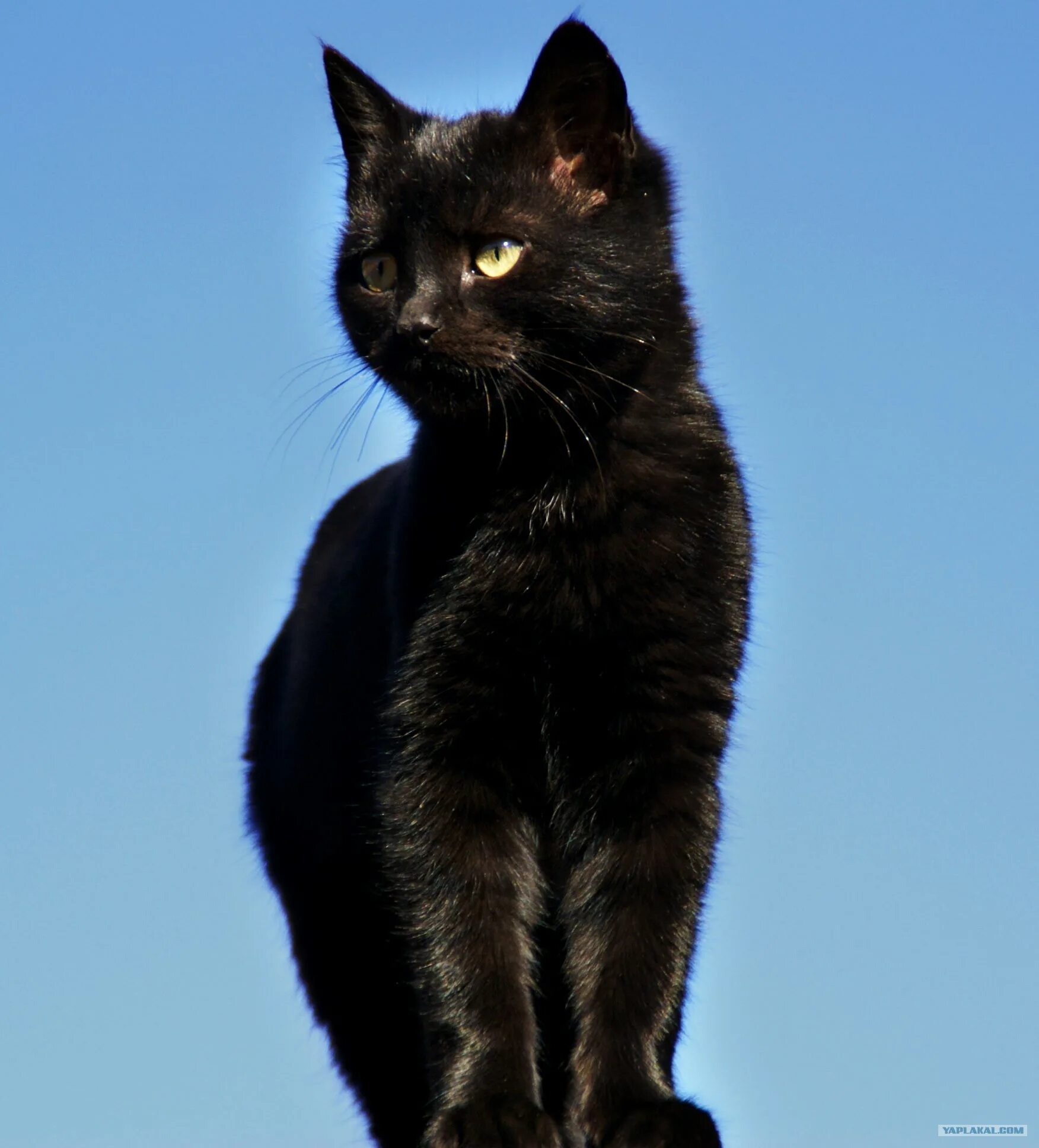 Черная кошка. Европейская черная кошка. Русская черная кошка. Грациозная черная кошка. Черная кошка россия