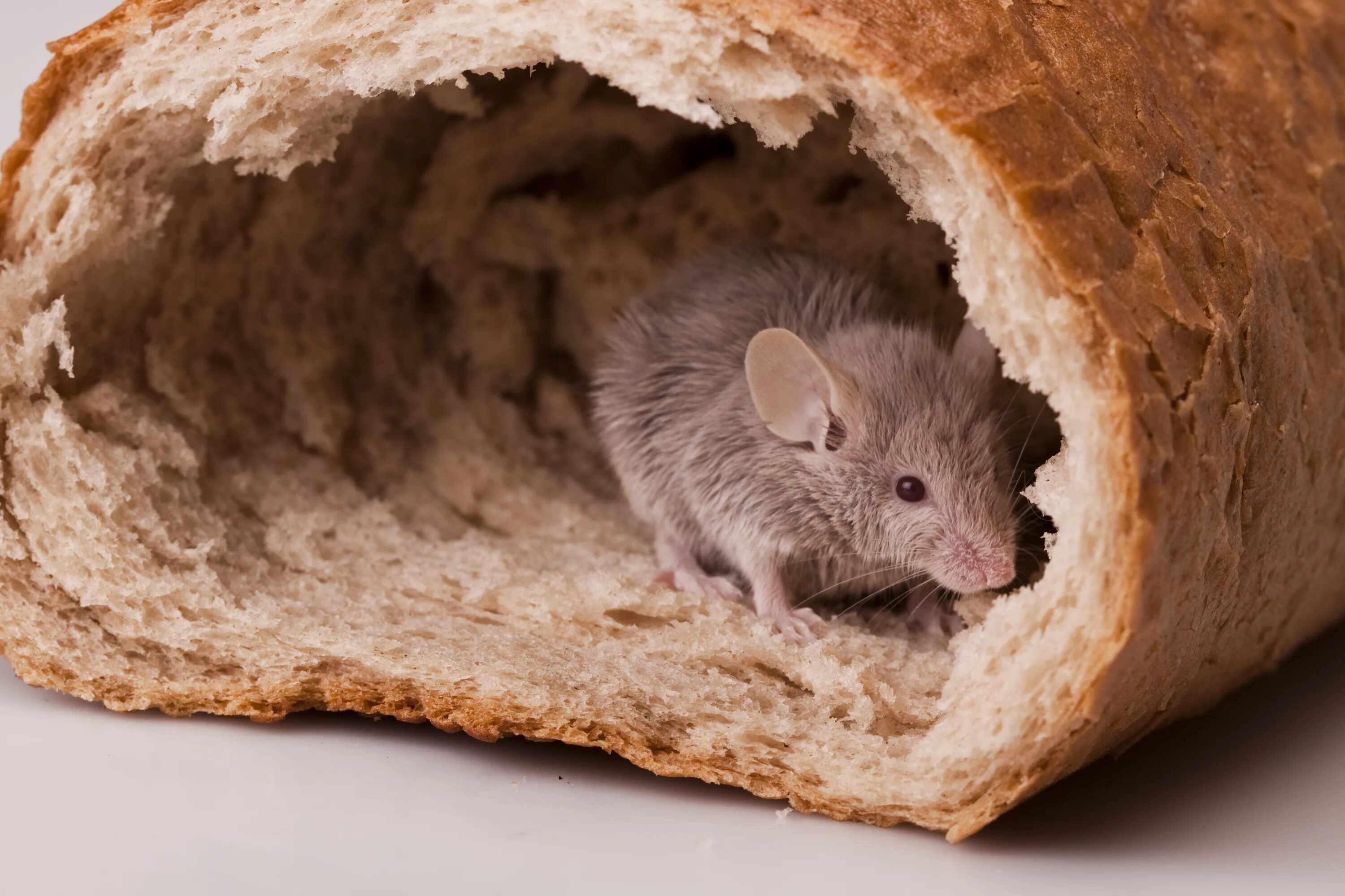 Мышь. Мышка в хлебе. Мышка в норке. Домовая мышь в хлебе.