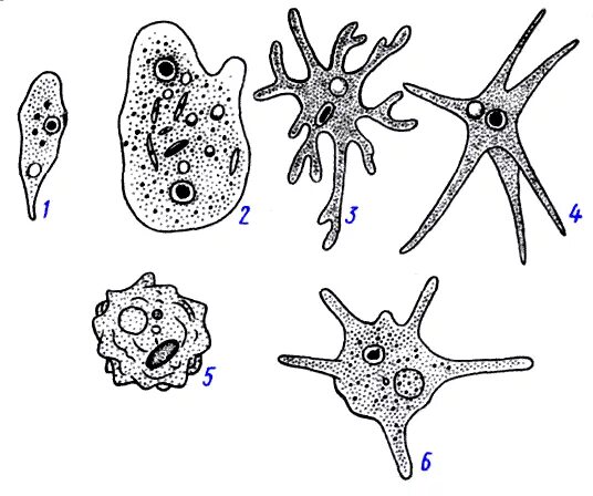 Псевдоподии филлоподии. Тип простейшие protozoa класс саркодовые sarcodina. Способны образовывать псевдоподии. Корненожки амеба рисунок. Способны образовывать псевдоподии.