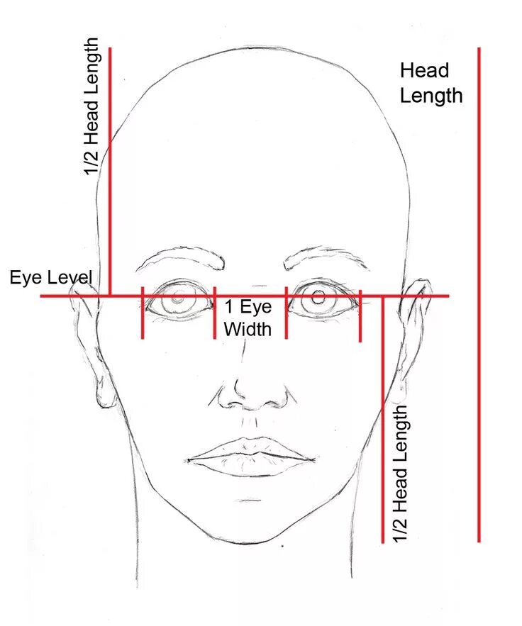 Bizygomatic width. Размер головы. Head length. Head length. Пропорции лица для рисования для начинающих.