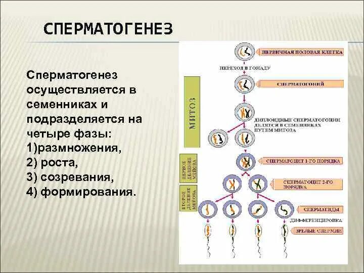 1 размножение