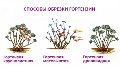 Виды обрезки гортензии