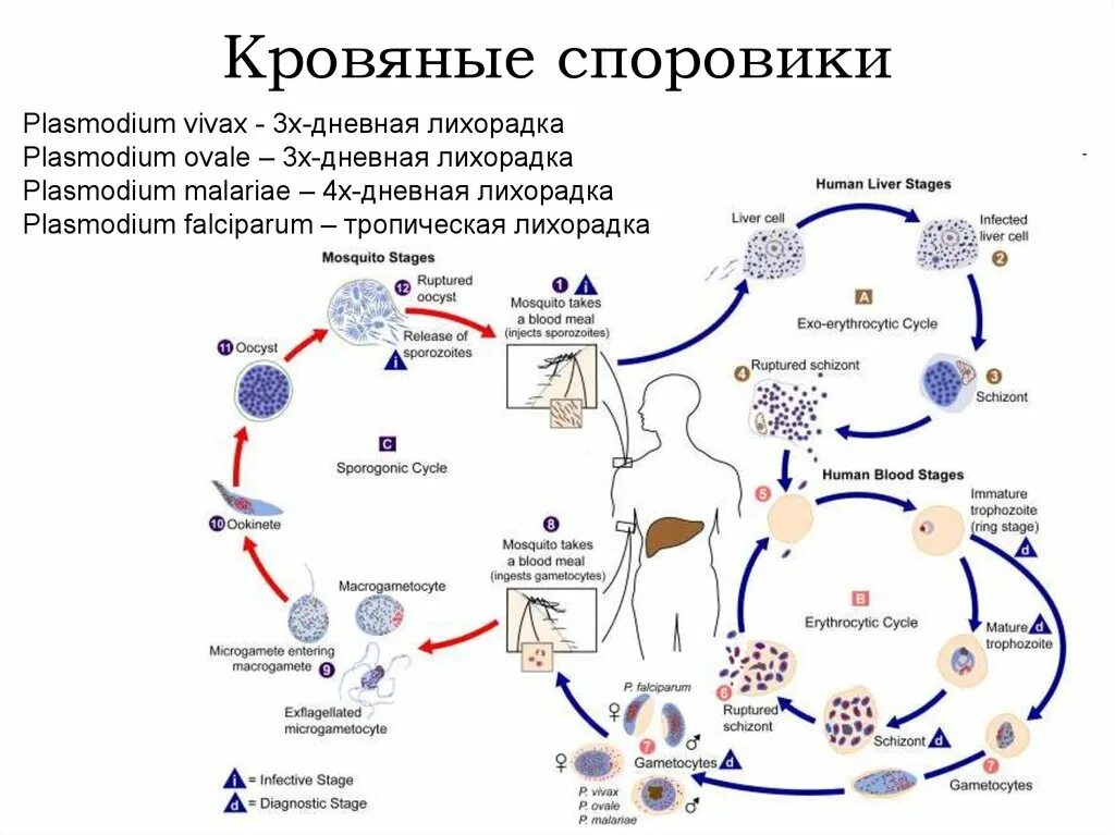 Кровяные Споровики жизненный цикл. Цикл развития малярийного плазмодия схема. Жизненный цикл малярийного плазмодия Vivax. Plasmodium falciparum жизненный цикл. Микрогаметоцит это