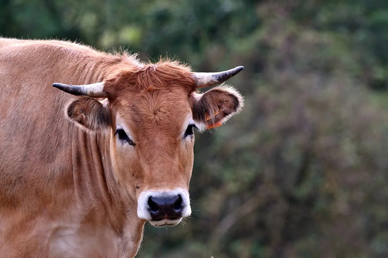 Какая есть корова. Корова джерсейской породы рога. Джерсейская корова с рогами. Млекопитающие корова. Уши коровы.