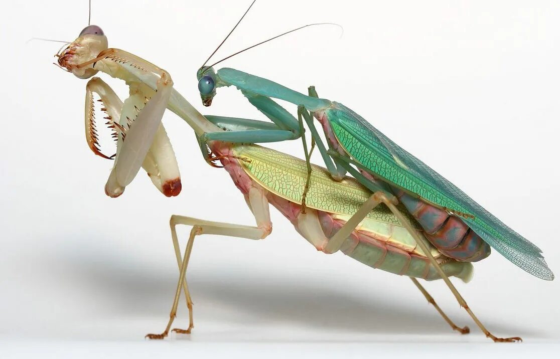 Самка богомола 5. Богомол Mantis religiosa самка. Самка богомола и самец богомола. Ischnomantis Gigas богомол. Богомолы и самки Богомолов.