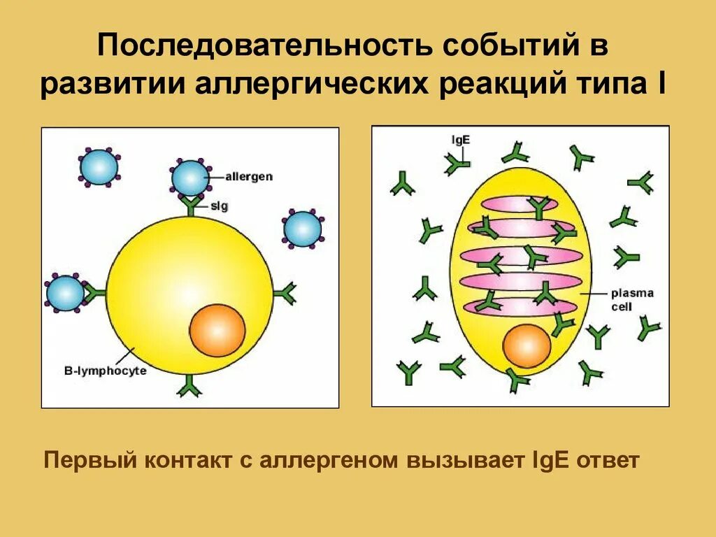 Реакции гиперчувствительности - презентация онлайн