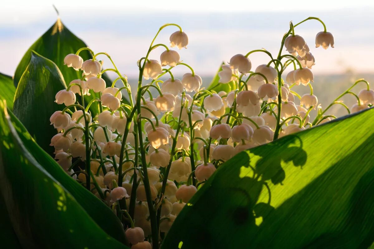 пейзаж ландыши. художник брусилов. художник бузин ландыши. фомкин ландыши. постер ландыши.