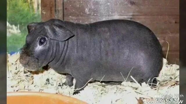 Fifteen Tumblr Posts Appreciating Guinea Pigs On Their Special Day Guinea pigs, 