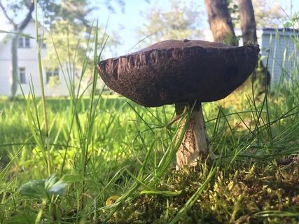 Первый гриб