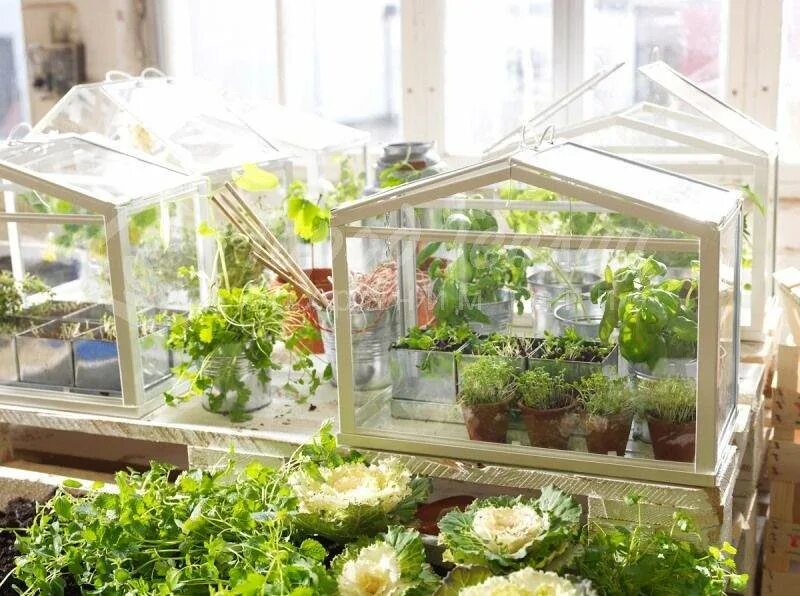 Мини оранжерея икеа. Парник для рассады zb15 Victorian Style Greenhouse small. Мини теплица Greenhouse. Мини теплица Greenhouse для квартиры. Купить мини окно