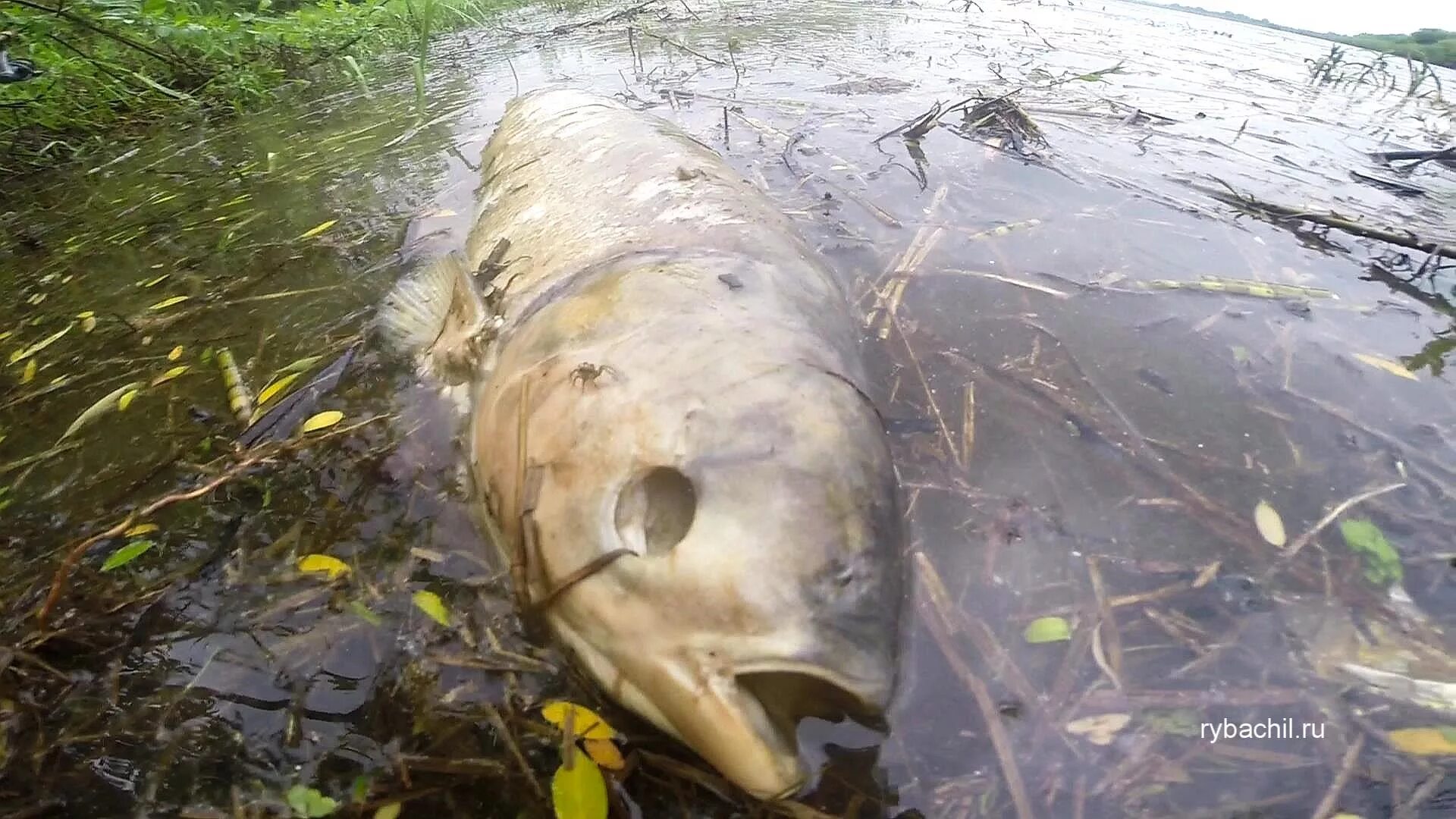 Сон мертвые рыбки. Рыба в мутной воде.