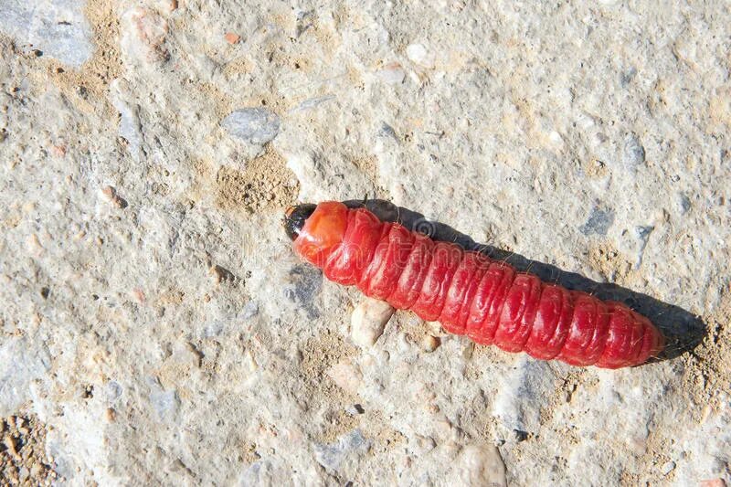 Красная личинка. Красные личинки насекомых. Красные личинки в перегное что это. Личинки с красной головкой.