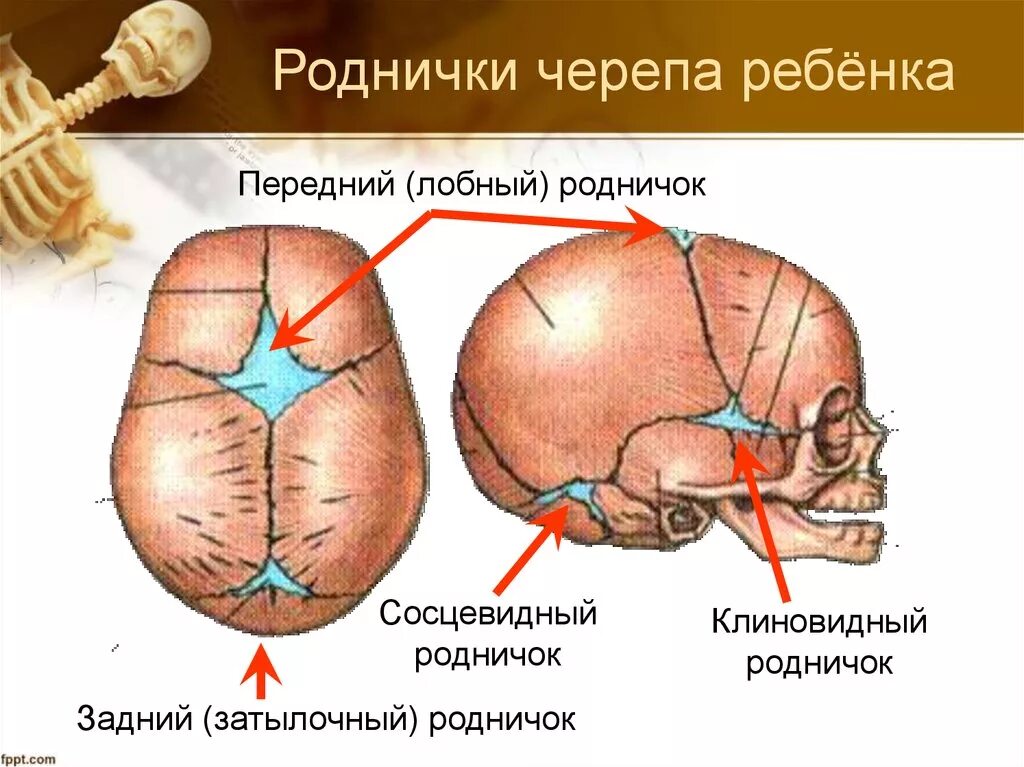 Что значит роднички. Передний Родничок черепа новорожденного. Череп младенца темечко. Передний и задний Родничок. Роднички у детей анатомия.