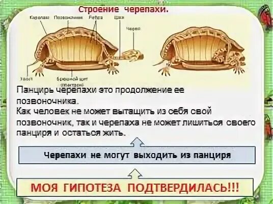 Предложение о черепахе схема предложения. Предложение о черепахе схема предложения
