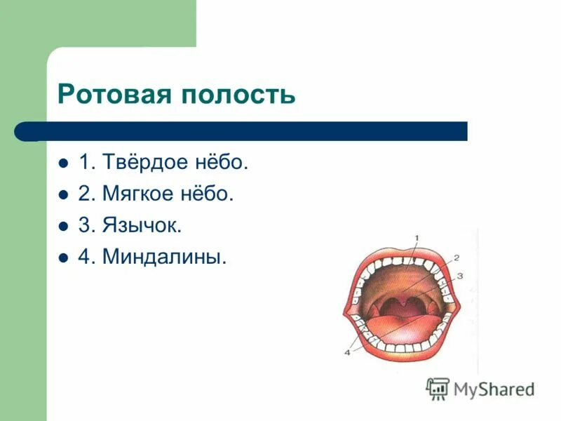 движения мягкого неба