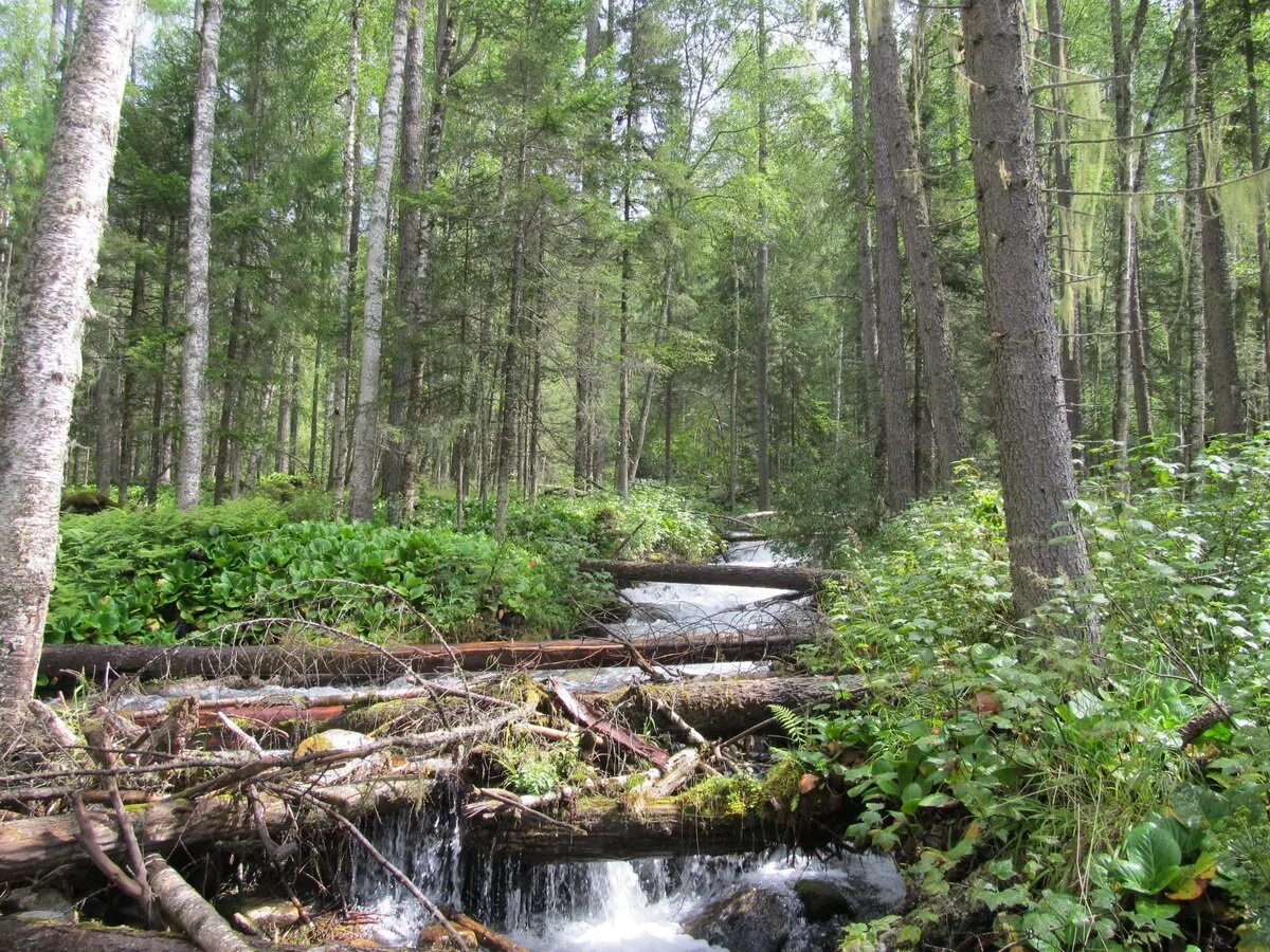 Староверы в тайге сибири. Белдир тайга. Непроходимая тайга восточной сибири. Тайга 18. Тайга 18.