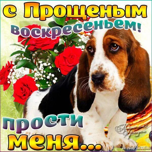 Прощеное воскресенье подруге. Прощенное воскресенье собака. прощенное воскресенье картинки. прощенное воскресенье собачки. прощеное воскресенье с собакой.