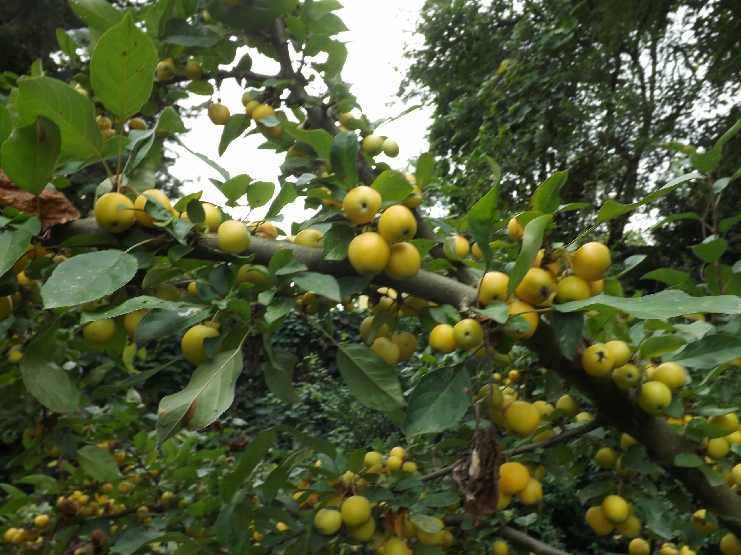 Яблоня Лесная Malus Sylvestris. Яблоня Лесная (дичок). Яблоня Лесная биттенфейдэ. Яблоня дичка.