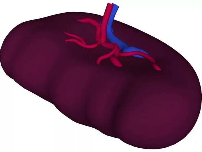Как выглядит селезенка. Селезенка периферический