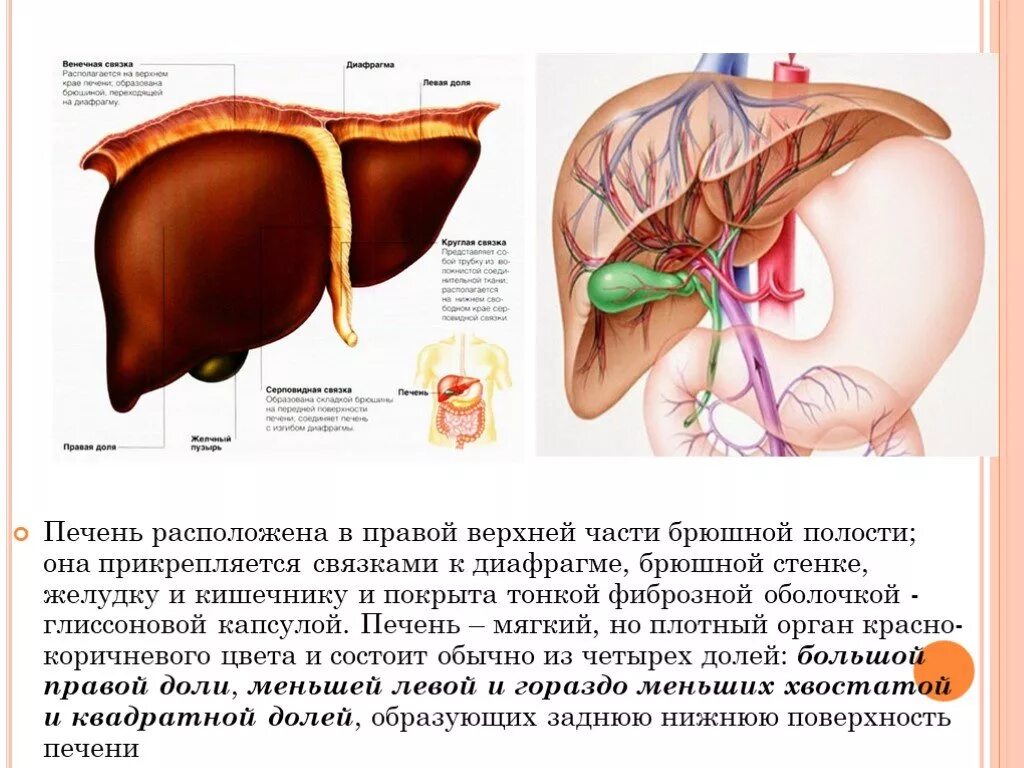 Печень какая полость. Расположение печени в брюшной полости. Анатомия и физиология печени. Анатомия физиология печен. Капсула печени анатомия.