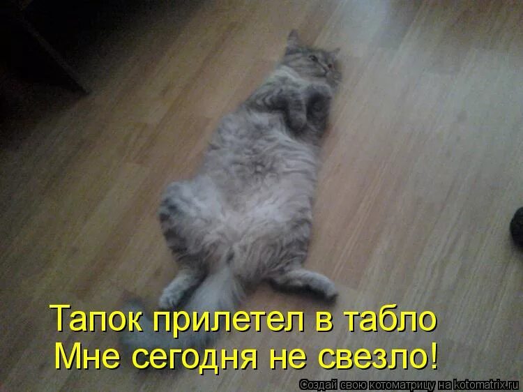 Кот с тапком мем