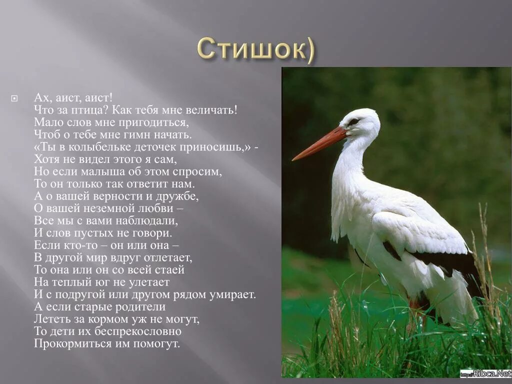 Загадка про аиста. Стихотворение про аиста. Стихотворение про аиста для детей. Рассказ про аиста. Проект птицы Аист.