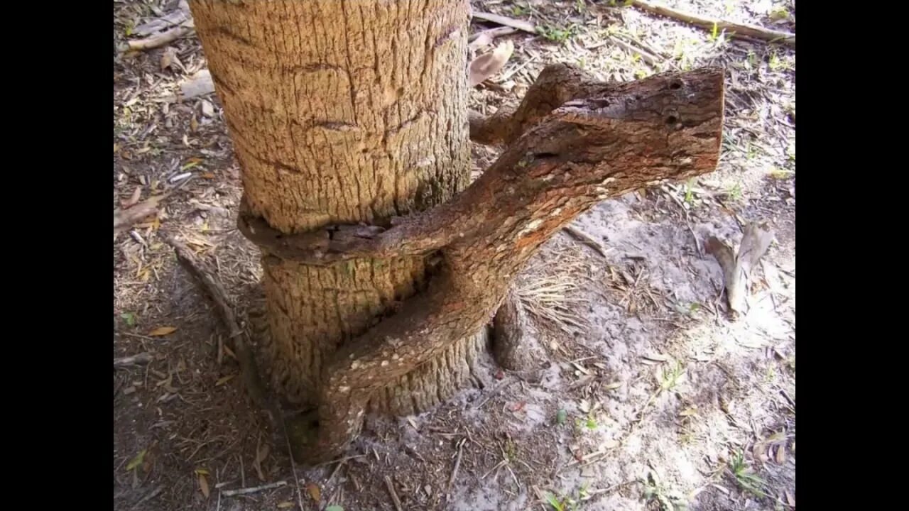 Отжарил дерево но оно оказалось. Бабское дерево. Отжарил дерево но оно оказалось. Неприличные деревья. Дерево с членом.