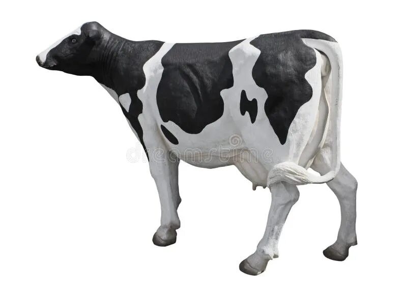 Cow model