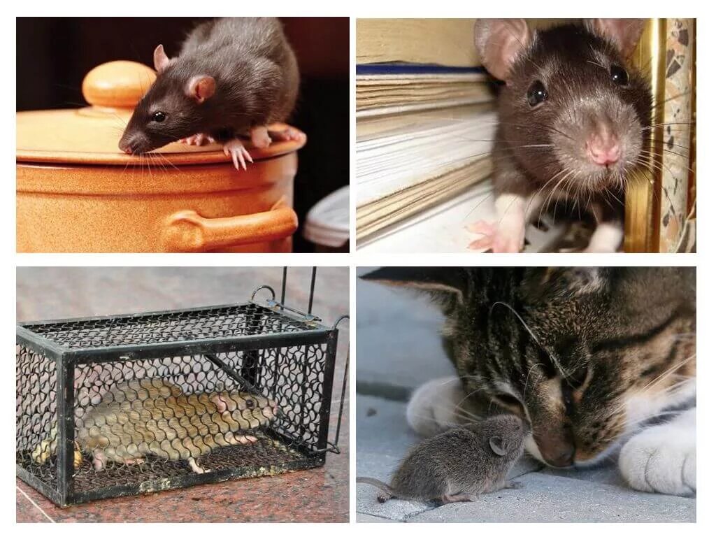 Как избавиться от крыс в домашних