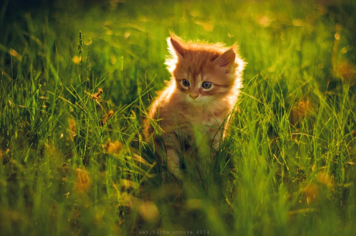 Котенок в солнечных лучах. Рыжий кот на солнце. Рыжий котенок на руках. Кошка на солнышке. Рыжий котенок на солнце.