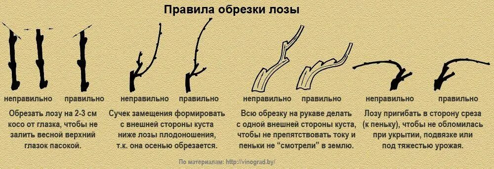 Обрезка винограда средней полосы. Как обрезать виноград весной для начинающих пошагово. Обрезка винограда весной для начинающих. Схема обрезки винограда по годам для начинающих. Обрезка винограда весной для начинающих пошагово.