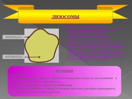 Строение лизосомы кратко таблица