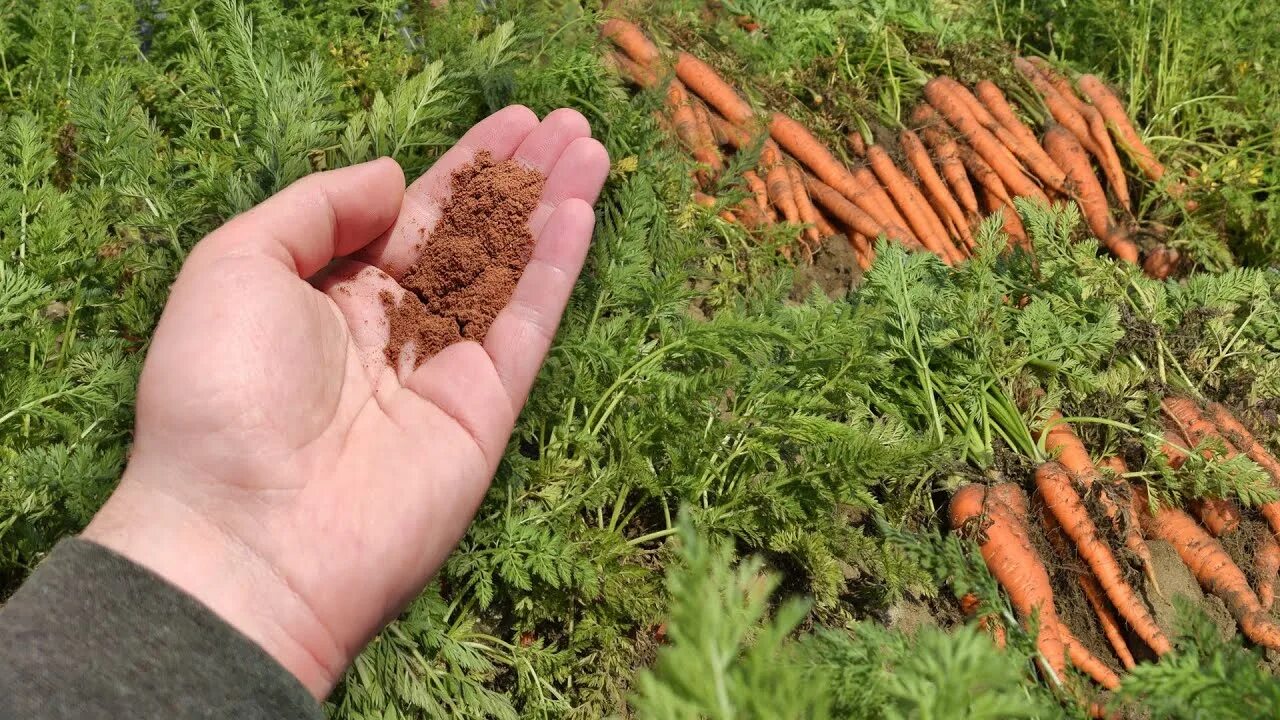 Удобрение для моркови. Удобрения под морковь. Подкормка моркови в июне.